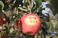 辰时果贴实拍