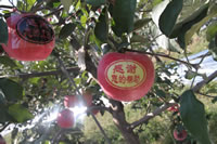辰时果贴实拍