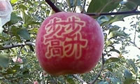 辰时果贴实拍