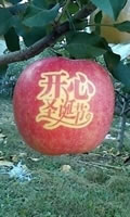 辰时果贴实拍
