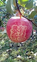 辰时果贴实拍