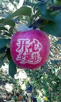 辰时果贴实拍