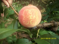 辰时果贴实拍