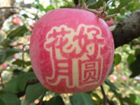 辰时果贴实拍