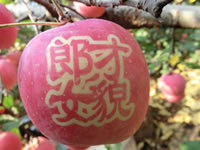 辰时果贴实拍