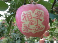 辰时果贴实拍