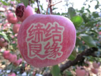 辰时果贴实拍