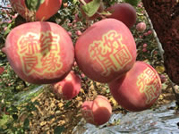 辰时果贴实拍