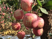 辰时果贴实拍