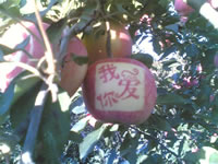 辰时果贴实拍