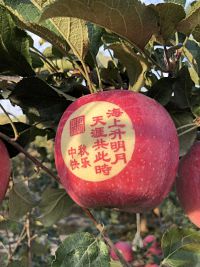 辰时果贴实拍