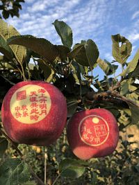 辰时果贴实拍