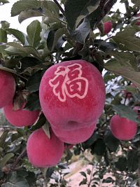 辰时果贴实拍