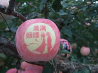 辰时果贴实拍