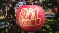 辰时果贴实拍
