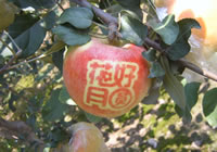 辰时果贴实拍