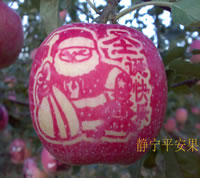 辰时果贴实拍