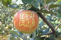 辰时果贴实拍