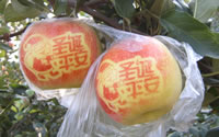 辰时果贴实拍