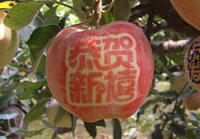 辰时果贴实拍