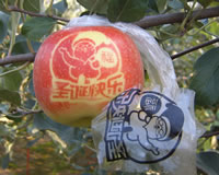 辰时果贴实拍