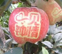 辰时果贴实拍