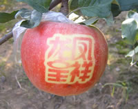 辰时果贴实拍