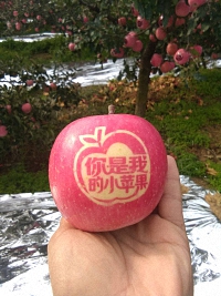 辰时果贴实拍