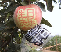 辰时果贴实拍