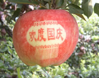 辰时果贴实拍