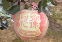 辰时果贴实拍