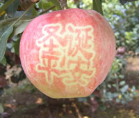 辰时果贴实拍