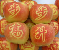 辰时果贴实拍