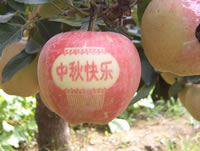 辰时果贴实拍
