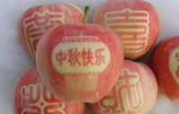 辰时果贴实拍