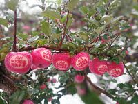 辰时果贴实拍
