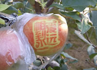 辰时果贴实拍