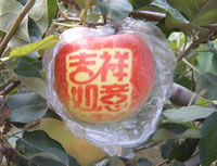 辰时果贴实拍