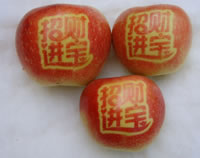 辰时果贴实拍