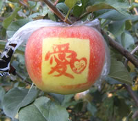 辰时果贴实拍
