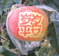 辰时果贴实拍