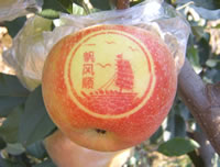 辰时果贴实拍