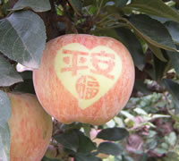 辰时果贴实拍