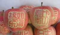 辰时果贴实拍
