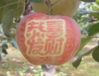辰时果贴实拍