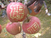辰时果贴实拍
