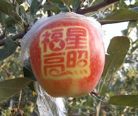 辰时果贴实拍