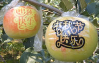 辰时果贴实拍
