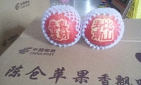 辰时果贴实拍